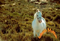 Horse In The Pampa