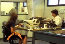 Patagonia Paleontology Museum And Lab