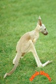 Kangaroo Cub