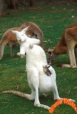 Albino Kangaroo & Cub
