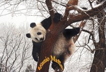 Panda Climbing a Tree