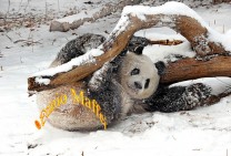 Sichuan Panda