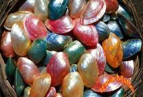 Colored Sea Shells