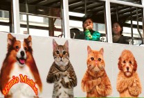Hong Kong Tram Cats & Dogs