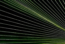Palm Leaf Escaping Lines