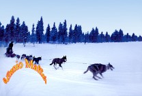 Lapland Dog Sled