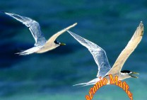 Flying Sea Swallow Couple