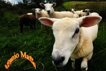 Irish Sheep 