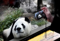 Beijing Photoportrait of a Panda