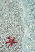 Red Little Sea Star