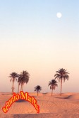 Douz Sahara Desert Oasis