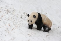 Sichuan Panda