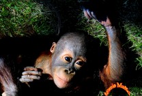 Malaysia Orango Cub