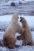 Canada Churchill Wrestling Polar Bears