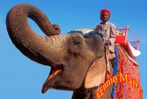 Jaipur Saluting Tourist Elephant