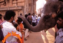 Tanjore Shiva Elephant Blessing