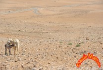 Donkey Milking In The Desert