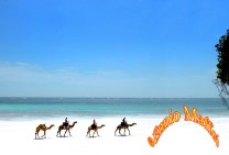 Diani Camels On The Beach