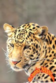 Safari Leopard