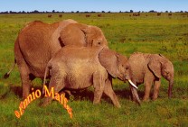 Safari Elephant Family