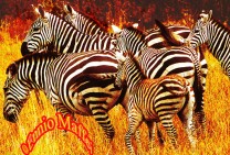 Safari Zebra Family