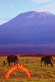 Safar Kilimanjaro Elephants