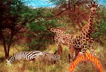 Safari Giraffes & Zebras