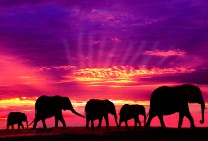Kenya Sunset Safari