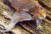 Curious Squirrel