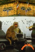 Kathmandu Monkey Temple
