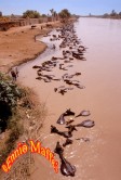 Buffalo Herd  Washing in Indus River