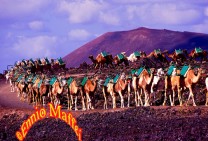 Lanzarote Volcano Camel Caravan