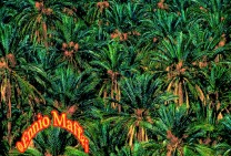 Nefta Dates Palm Plantation