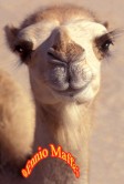 Smiling Baby Camel