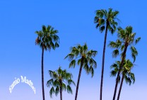 Santa Monica - California -