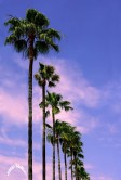 Sunset Boulevard - Los Angeles -