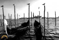 Gondolas In Front of Saint Georges Island - 
