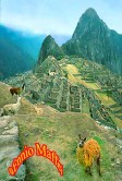 Peru Lama At Machu Picchu