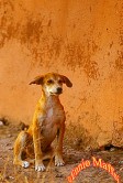 Marrakech Street Dog