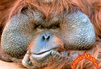 Indonesia Sumatra Orangutan