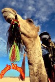 Tunisia Douz Desert Festival