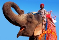 India Jaipur Tourist Elephant