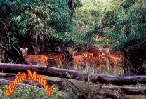 Bandhavgarh National Part Spotted Deers