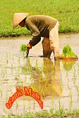 Rice Planter