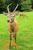 Ireland Deer